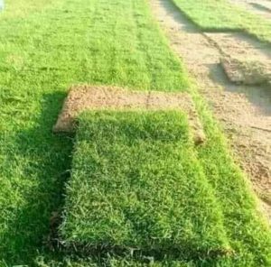 Get Instant Lawn Supplied and Installed in Randburg and Roodepoort | Affordable Instant Lawn Prices and Compost Randburg. Discover unbeatable instant turf prices and a wide range of top-quality instant lawn for sale in Randburg with LawnKing Gardens. Our offerings include expertly cultivated instant turf varieties that thrive in the local climate. Enhance your outdoor space with lush greenery while enjoying competitive prices. Create your dream landscape today with LawnKing Gardens' premium instant lawn options.