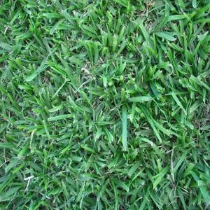 Kikuyu Grass | Kikuyu Instant Lawn | Instant Lawn Randburg | Instant Turf Prices Randburg | Instant Grass Near Me