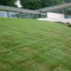 Get Affordable Tree Services in Randburg | Instant Lawn Randburg | Instant Lawn Roodepoort | Instant Lawn Midrand | Instant Lawn Johannesburg | Instant Lawn Pretoria | Instant LAwn Prices Randburg | Instant Lawn Kikuyu Grass Randburg | LM Grass Randburg | Instant Turf Randburg | Artificial Grass Services Randburg Prices of Kikuyu Grass Randburg etc.