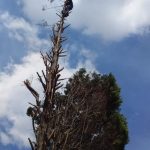 Tree Felling Specialists Randburg, Tree Cutting Prices Randburg, Emergency Tree Felling Randburg | Tree Removal Services | Tree Trimming Prices