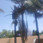 Tree Felling Specialists Randburg, Tree Cutting Prices Randburg, Emergency Tree Felling Randburg | Tree Removal Services | Tree Trimming Prices