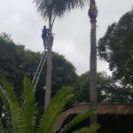 Palm Tree Cutting Randburg | Palm Tree Cleaning at Affordable Tree Felling prices