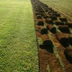 Instant Lawn Prices in Randburg | Kikuyu Grass Supply and Installation | Kikuyu Grass Supplies Roodepoort
