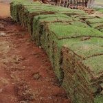 Instant Lawn Randburg | Instant Lawn Roodepoort | Instant Lawn Midrand and Tree Felling Randburg. We are also available in Fourwyas as Intsant Lawn Fourways.