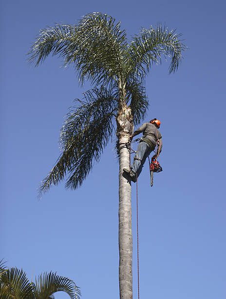 Affordable Palm Tree Removal Randburg |Palm Tee Cutting Randburg | Palm Tree Felling Randburg | Palm Tree Trimming Randburg | Palm Tree Prunning Randburg | Palm Tree Stump Removal Randburg