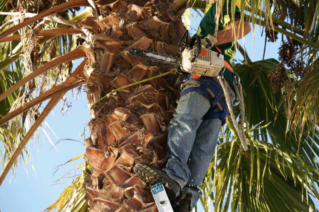Emergency Treefelling Randburg | Palm Tree Skinning Randburg | Palm Tree Cutting Prices |Affordable Tree Felling Ferndale