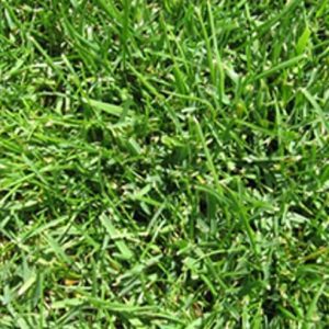 All Seasons Evergreen Grass: Instant Lawn Roodepoort | Instant Lawn Randburg