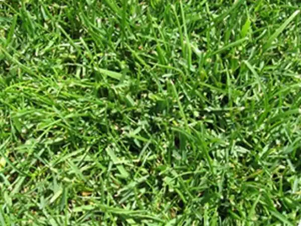 All Seasons Evergreen Grass: Instant Lawn Roodepoort | Instant Lawn Randburg