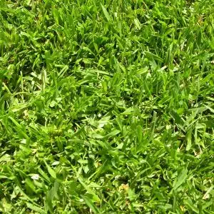 Instant Lawn | TiffSport Grass in Randburg and Rooddepoort