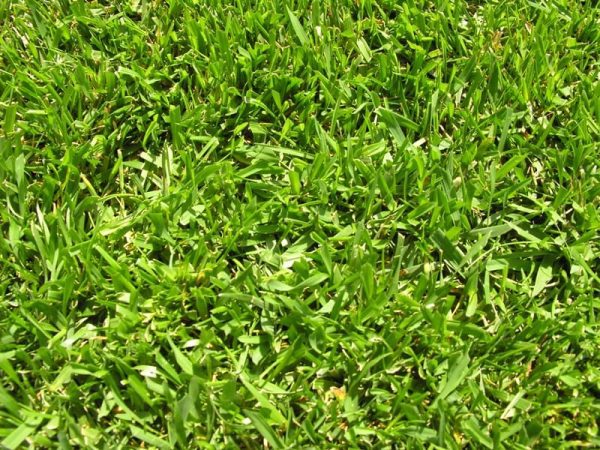 Instant Lawn | TiffSport Grass in Randburg and Rooddepoort