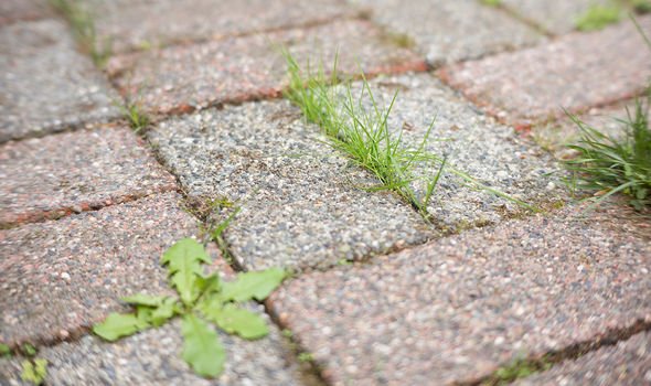 Weed Control for Paving in Randburg | Effective Pest Control and Fumigation Services in Randburg