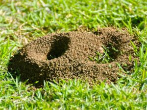 red ants on kikuyu grass, red ant control for lawns, how to get rid of red ants in kikuyu, red ant infestation kikuyu lawn, best red ant killer for kikuyu, red ant nests in grass, red ant hills on kikuyu, natural red ant control for lawns, chemical treatments for red ants on kikuyu, red ant damage to kikuyu grass, prevent red ants in kikuyu lawn, eliminating red ants from grass, red ant bait for lawns, professional red ant treatment kikuyu, DIY red ant control kikuyu, red ant poison safe for kikuyu, fire ants destroying kikuyu, red ant mounds in lawn, red ant insecticide for kikuyu, organic red ant treatment grass, red ant nest removal kikuyu, red ants killing kikuyu patches, how do red ants affect kikuyu, are red ants harmful to kikuyu grass, best time to treat red ants in lawn, red ant granules for kikuyu, liquid ant killer for grass, red ant barrier for kikuyu, Johannesburg red ant control kikuyu, Sandton lawn ant treatment, non-toxic red ant solutions kikuyu, persistent red ants in lawn, invasive ant species kikuyu grass, red ant colony elimination lawn, drought resistant kikuyu red ant problems