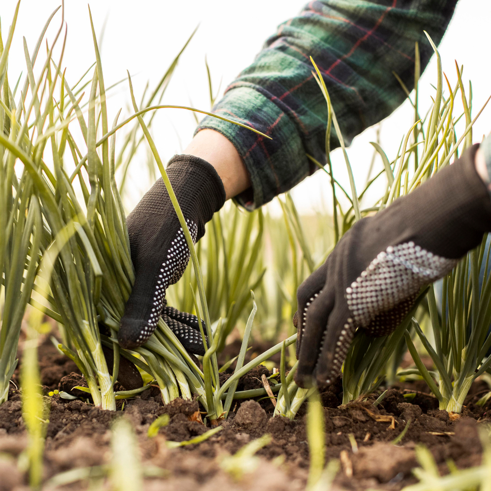 mix Kikuyu grass and LM grass, Kikuyu grass and LM grass, can you mix Kikuyu and LM grass, mixing grass types South Africa, Kikuyu grass Randburg, LM grass Randburg, instant lawn Randburg, instant lawn Midrand, Kikuyu grass Midrand, LM grass Midrand, artificial grass Randburg, artificial grass Midrand, LM Berea grass, Kikuyu grass South Africa, LM grass South Africa, instant lawn South Africa, mixing lawn types Gauteng, Kikuyu vs LM grass, LM grass vs Kikuyu, best grass for Randburg, best grass for Midrand, best grass for Gauteng, grass types Johannesburg, instant lawn Johannesburg, artificial grass Johannesburg, lawn installation Randburg, lawn installation Midrand, grass zoning garden, mixed light garden grass, shade tolerant grass South Africa, full sun grass South Africa, high traffic grass South Africa, Kikuyu grass aggressive growth, controlling Kikuyu grass, LM Berea shade grass, warm season grass South Africa, lawn maintenance Randburg, lawn maintenance Midrand, low maintenance lawn South Africa, artificial grass vs natural grass, synthetic turf Randburg, synthetic turf Midrand, artificial turf Johannesburg, pet friendly artificial grass, child safe artificial grass, sports turf Randburg, artificial grass installation Gauteng, instant lawn supply Randburg, grass dormancy South Africa, winter dormancy Kikuyu grass, LM grass winter care, lawn fertilisation South Africa, lawn mowing tips South Africa, lawn care Gauteng, lawn care Johannesburg, weed free instant lawn, drought resistant grass South Africa, UV resistant artificial grass, low maintenance artificial grass, year round green lawn, grass for shaded garden, grass for sunny garden, grass for high traffic areas, residential artificial grass Randburg, commercial artificial grass Midrand, rooftop artificial grass, balcony artificial grass, LawnKing Gardens, instant lawn specialists Randburg, landscaping company Randburg, landscaping company Midrand, garden services Johannesburg, lawn installation Gauteng