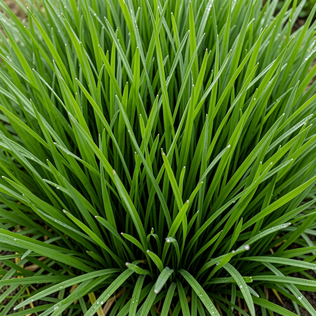 LM grass Randburg, LM Berea grass Randburg, planting LM grass in June Randburg, LM grass planting season South Africa, LM Berea grass dormancy winter, instant lawn Randburg, instant lawn Midrand, LM grass establishment Randburg, when to plant LM grass Gauteng, best time to plant LM grass South Africa, LM Berea grass winter care, LM grass dormancy Johannesburg, LM grass frost damage Randburg, artificial grass Randburg, artificial turf Randburg, synthetic turf Randburg, artificial grass Midrand, artificial turf Midrand, LawnKing Gardens Randburg, LawnKing Gardens Midrand, instant lawn installation Randburg, instant lawn installation Midrand, LM Berea grass shade tolerant, LM grass indigenous South Africa, LM Berea grass care guide, LM grass vs artificial grass, LM Berea vs Kikuyu grass, Randburg winter lawn care, Gauteng lawn planting season, lawn dormancy Gauteng winter, grass establishment Randburg, LM grass root establishment, LM grass first mow Randburg, lawn care Randburg winter, artificial grass installation Randburg, artificial grass benefits Randburg, low maintenance lawn Randburg, water saving lawn Randburg, drought tolerant grass Randburg, shade tolerant grass Randburg, LM Berea grass cost Randburg, instant lawn prices Randburg, LM grass per square metre Randburg, lawn installation Randburg spring, best grass for Randburg, best lawn for shaded garden Johannesburg, LM grass brown winter Randburg, lawn dormancy winter Gauteng, Randburg winter frost lawn, Gauteng frost June lawn, artificial grass water saving Gauteng, year round green lawn Randburg, pet turf Randburg, playground turf Randburg, pool area grass Randburg, LM Berea soft lawn Randburg, LM grass creeping habit, LM grass drought tolerance, LM Berea heat tolerant Gauteng, instant lawn supply Randburg, instant lawn supply Midrand, LM grass sods Randburg, lawn specialist Randburg, lawn specialist Midrand, professional lawn installation Randburg, garden landscaping Randburg, landscaping Midrand, LM grass spring planting Gauteng, September lawn planting Randburg, spring lawn installation Gauteng, summer lawn installation Randburg, autumn lawn planting Randburg, Randburg lawn company, Midrand lawn company, artificial turf installation Midrand, synthetic grass Johannesburg, LM Berea green year round, LM grass maintenance tips Randburg, LM grass mowing schedule, LM grass irrigation Randburg, lawn watering schedule Randburg winter, low maintenance grass Randburg, LM Berea slow growing grass, LM grass 60 percent shade, LM grass coastal grass South Africa, Berea grass Natal Mozambique, LM grass stoloniferous perennial, LM grass weed free Randburg, LM Berea grass quotes Randburg